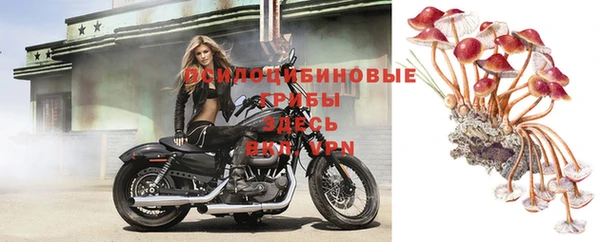 прущие грибы Богородицк